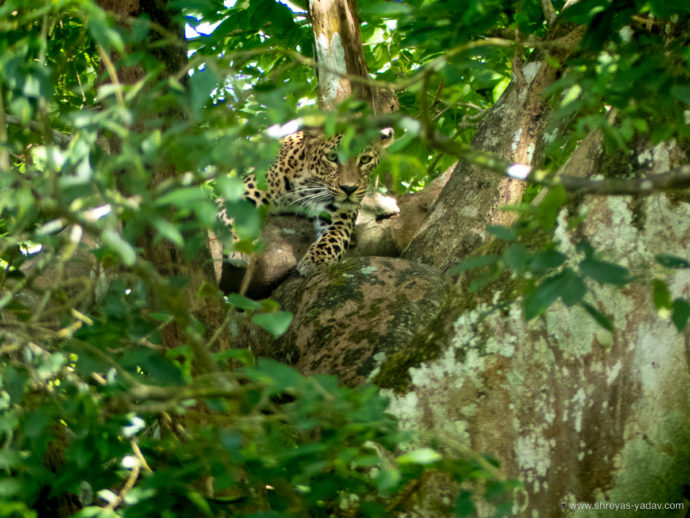 Best Bridge Camera For Wildlife Photography Lumix Fz