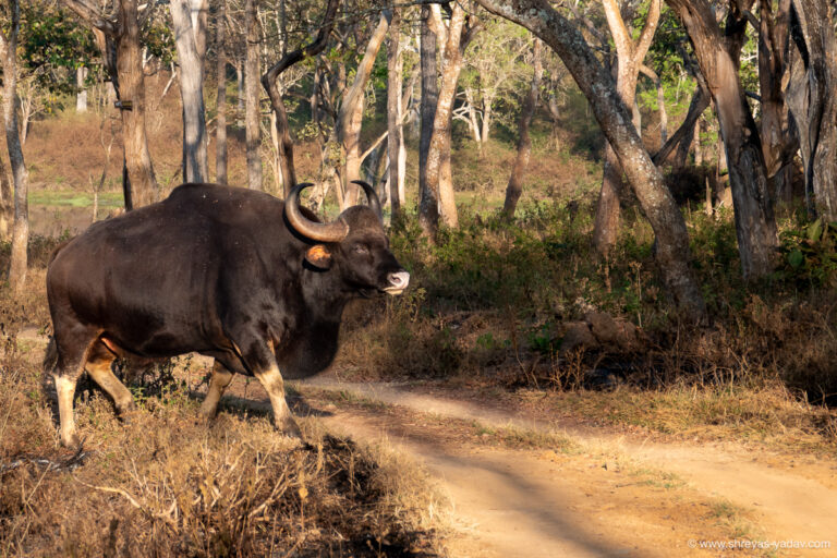 Sony Rx Iv Review Best Bridge Camera For Wildlife Photography