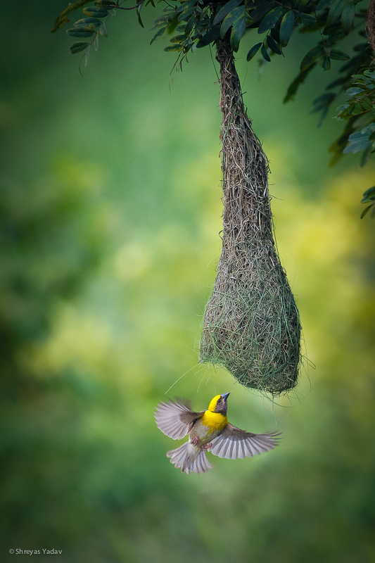 Wildlife Photography Tips, Bird Photography, Birds in flight