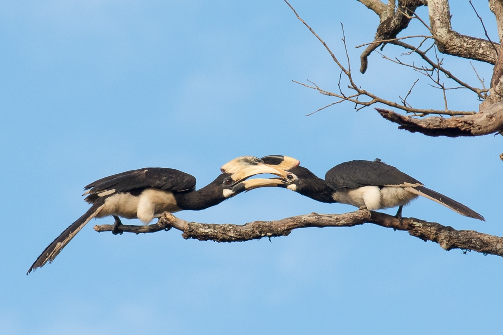 Wildlife Photography Tips, Hornbill Bird