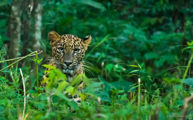 Wildlife Image, Wildlife Photography Tip, Raw Image, Leopard