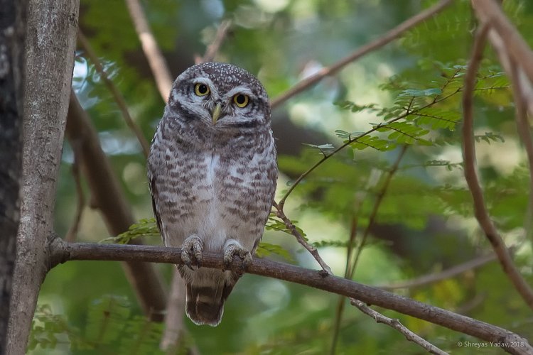 Wildlife Photography Tips, Sharp Eyes , Owl