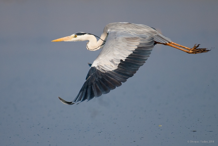 Birds in flight, Wildlife Photography Tips, Bhigwan