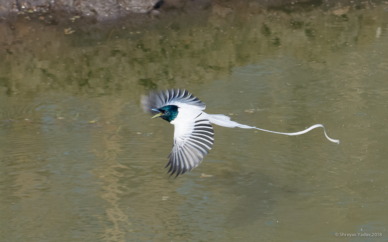 Birds in flight, Paradise Flycathcher, Learn Wildlife Photography 