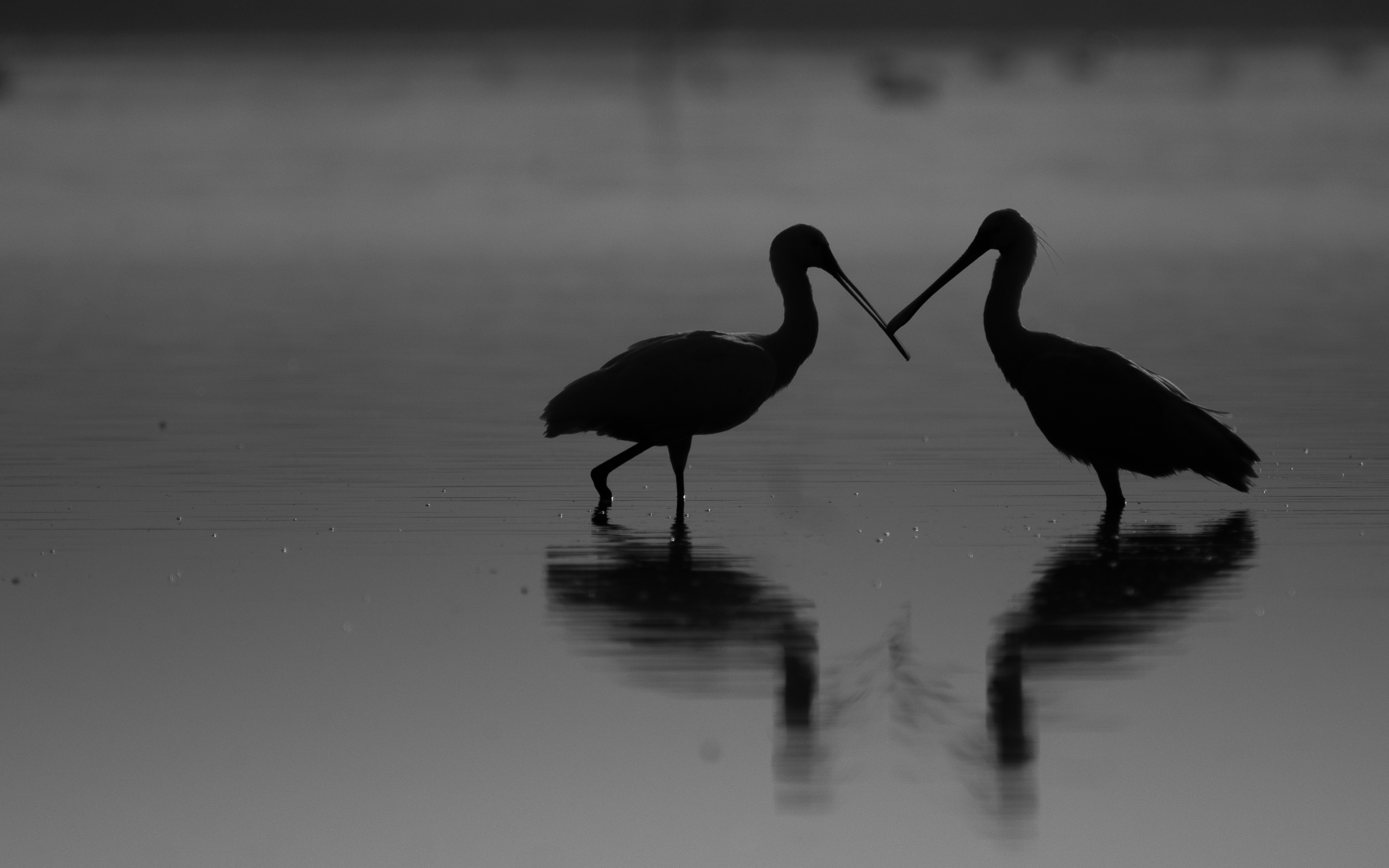 Wildlife Photography Tips, Birds, Silhouette
