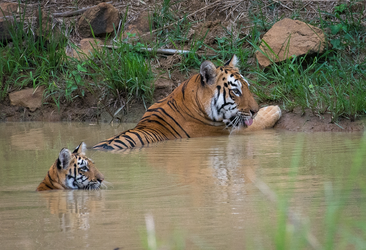 Tiger Photography, Wildlife Photography Tips 