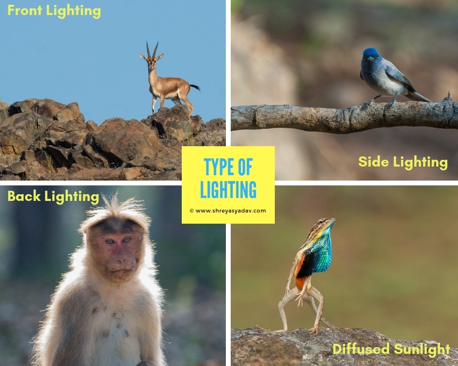 Wildlife Photography Tips, Learn Wildlife Photography, Top Tips for Wildlife Photography