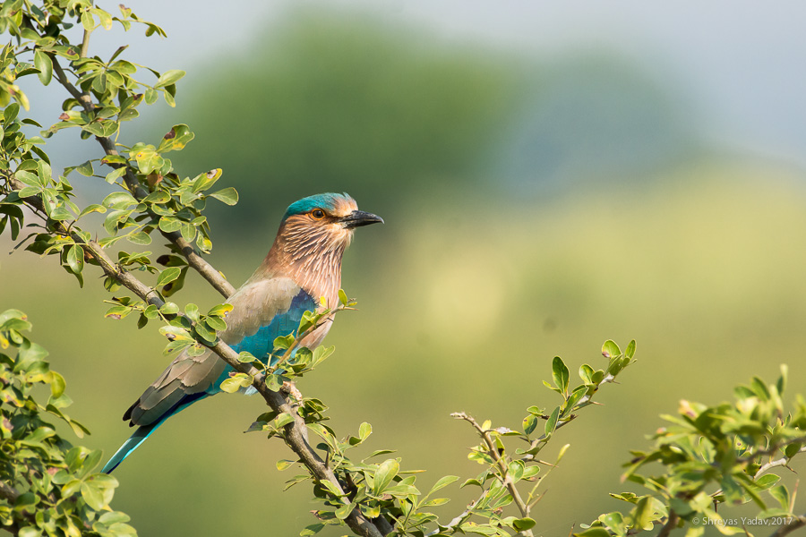 Wildlife Photography Tips, Roller, Bird Photography