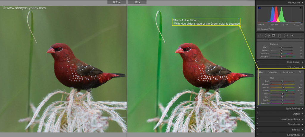 Hue Slider in Adobe Lightroom 