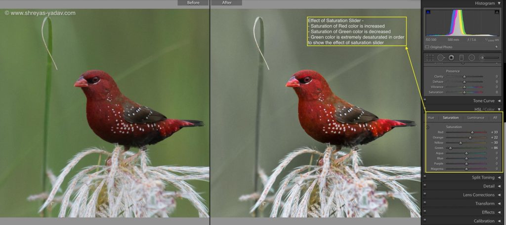 Saturation Slider in Adobe Lightroom 