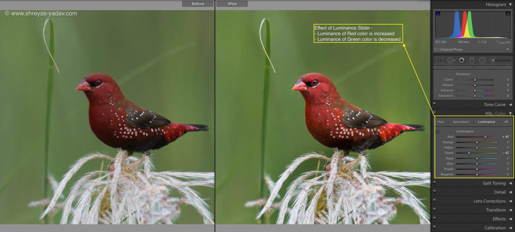 Luminance Slider in Adobe Lightroom