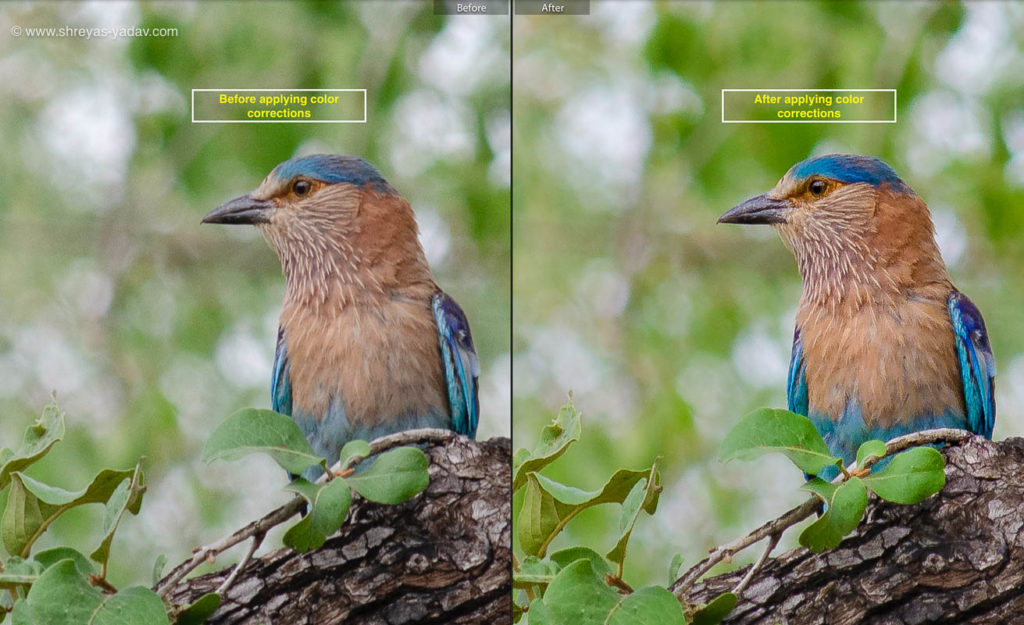 Color Correction using Adjustment Filter In Adobe Lightroom