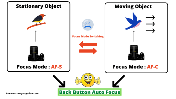 Why use Back Button Autofocus in Wildlife Photography 