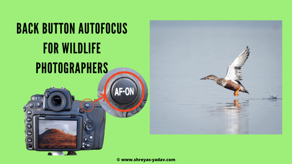 Back Button Auto Focus for Wildlife Photographers 