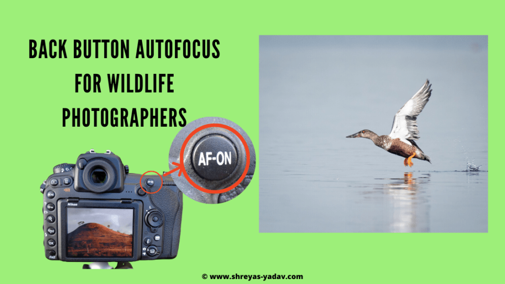 autofocus photography