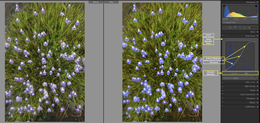 Colours Adjustment Using Tone Curve in Lightroom