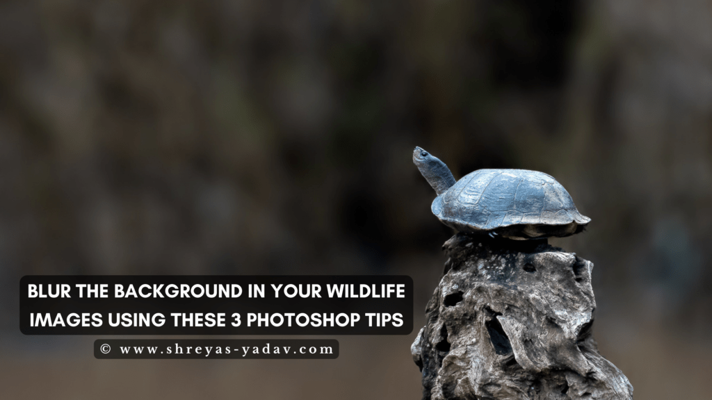 Blur the background in your Wildlife Images