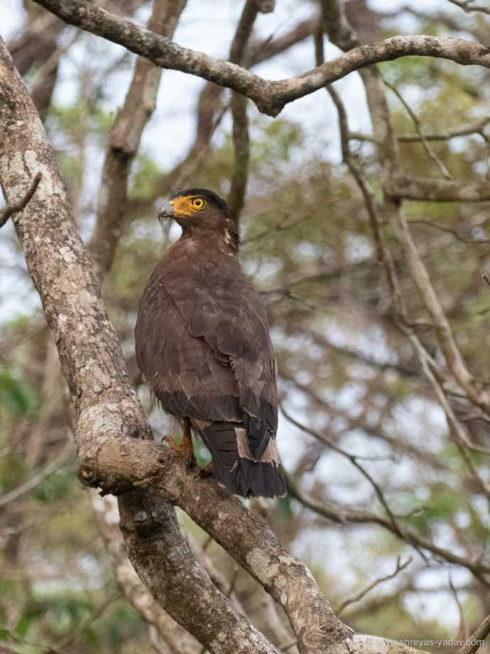 Best Bridge Camera for Wildlife Photography Lumix FZ300