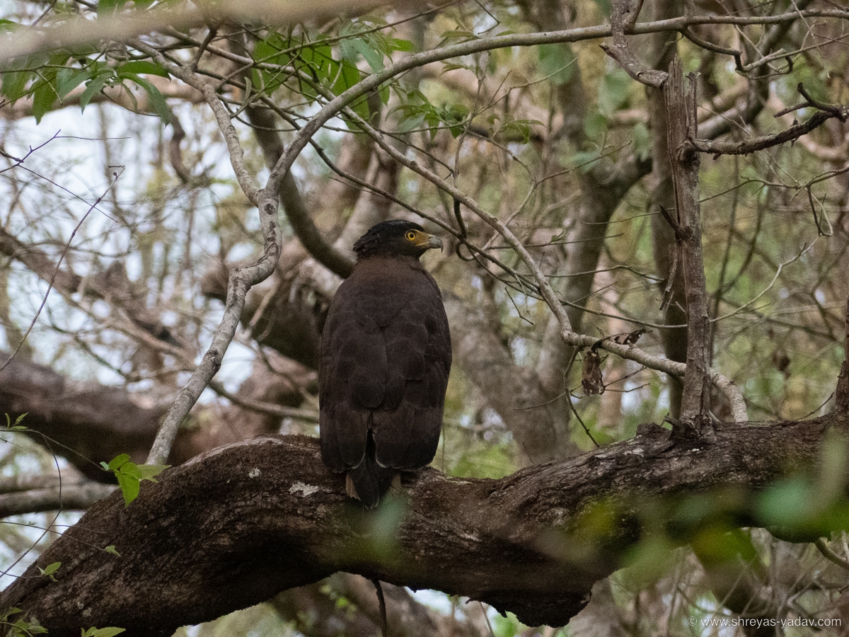 Best Bridge Camera for Wildlife Photography Lumix FZ300