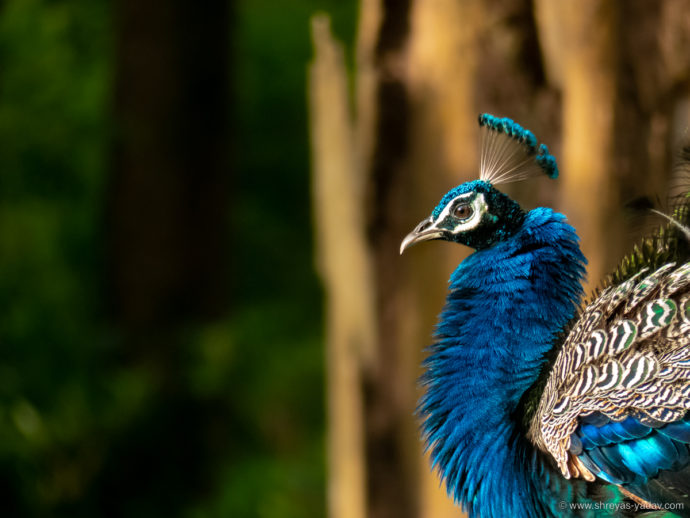 Best Bridge Camera for Wildlife Photography Lumix FZ300