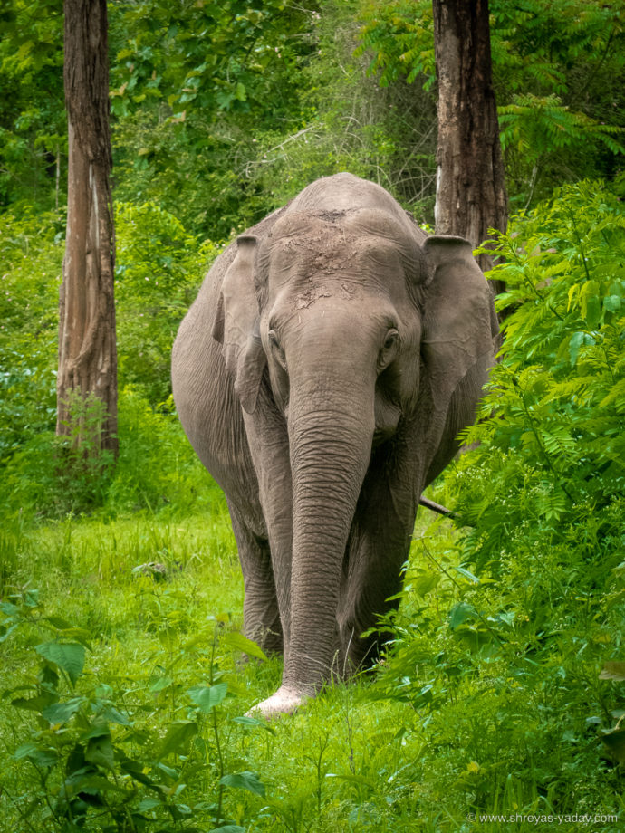 Best Bridge Camera for Wildlife Photography Lumix FZ300