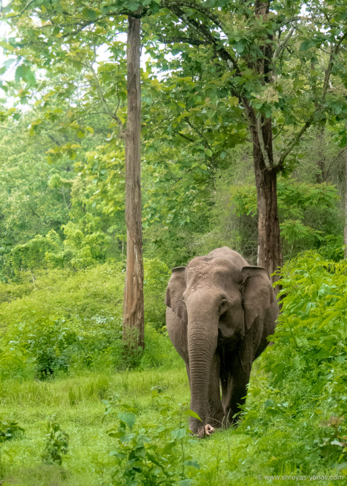 Best Bridge Camera for Wildlife Photography Lumix FZ300