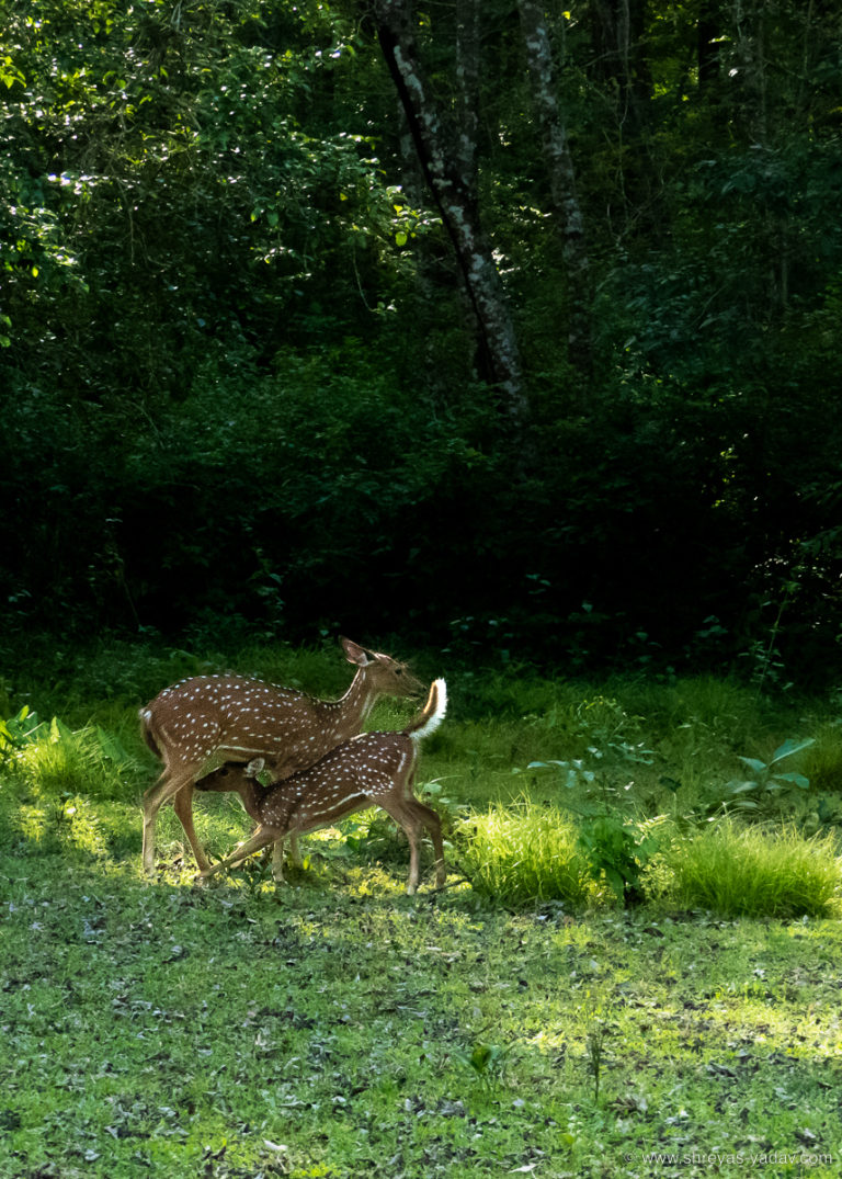 Best Bridge Camera for Wildlife Photography Lumix FZ300