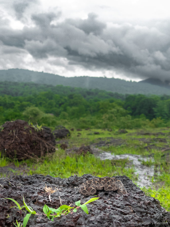 Best Bridge Camera for Wildlife Photography Lumix FZ300
