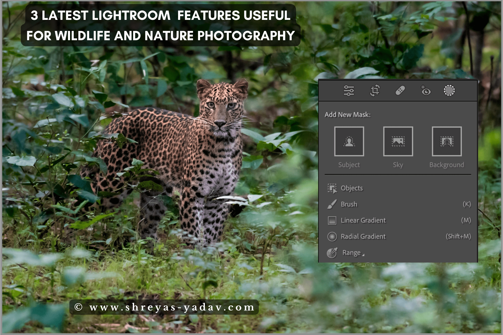 Lightroom luôn mang đến cho người dùng những tính năng mới lạ để tạo ra những kiệt tác ảnh đầy ấn tượng. Hãy đến với chúng tôi để tìm hiểu về ba tính năng mới nhất của Lightroom, giúp cho những ai đam mê chụp ảnh hoang dã có thể thỏa sức sáng tạo và khám phá.