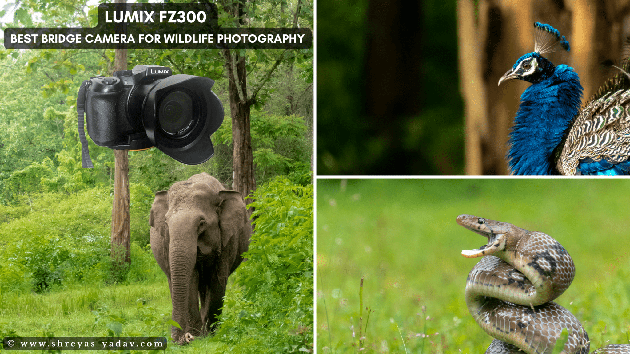 Best Bridge Camera for Wildlife Photography Lumix FZ300