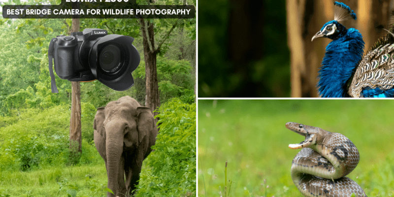 Lumix FZ300 Best Bridge Camera for Wildlife Photography