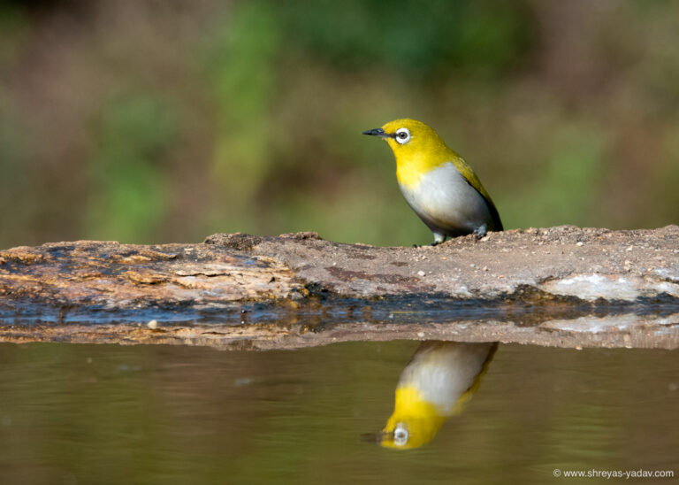 Sony RX10 IV Review Best Bridge Camera for Wildlife Photography