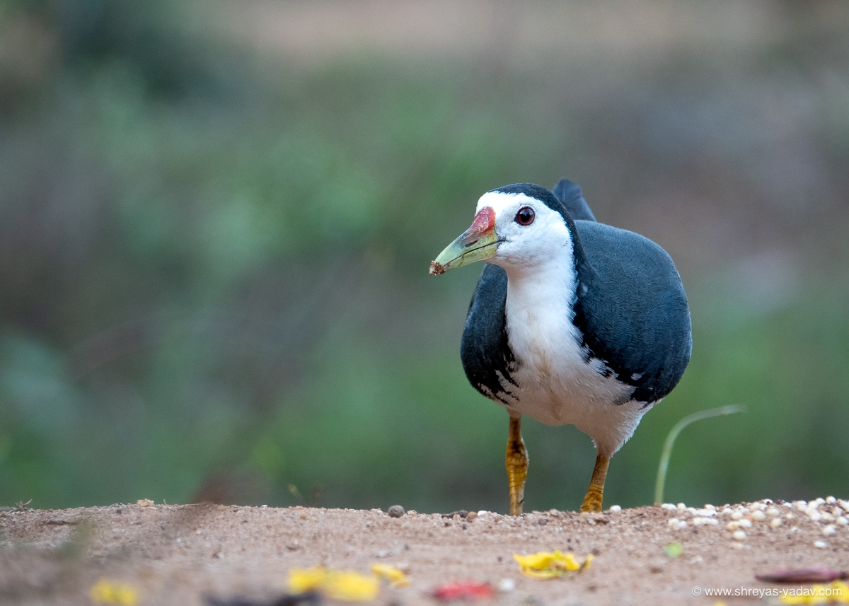 Sony RX10 IV Review Best Bridge Camera for Wildlife Photography