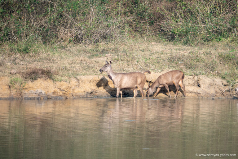 Sony RX10 IV Review Best Bridge Camera for Wildlife Photography