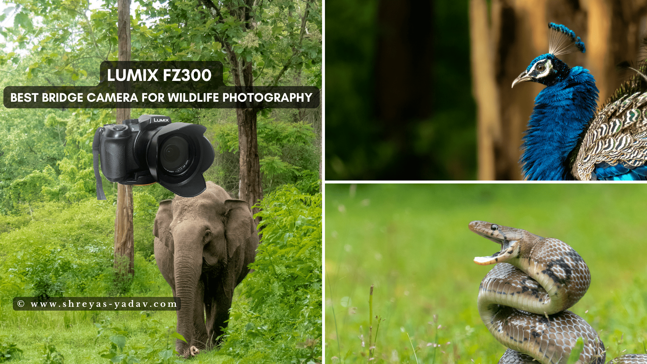 Seizoen Haarzelf Heup Best Bridge Camera for Wildlife Photography: Lumix FZ300