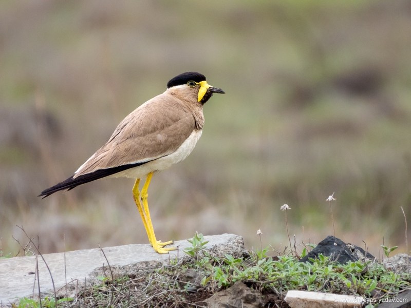 Nikon P1000 Review for Safari, Wildlife and Bird Photography
