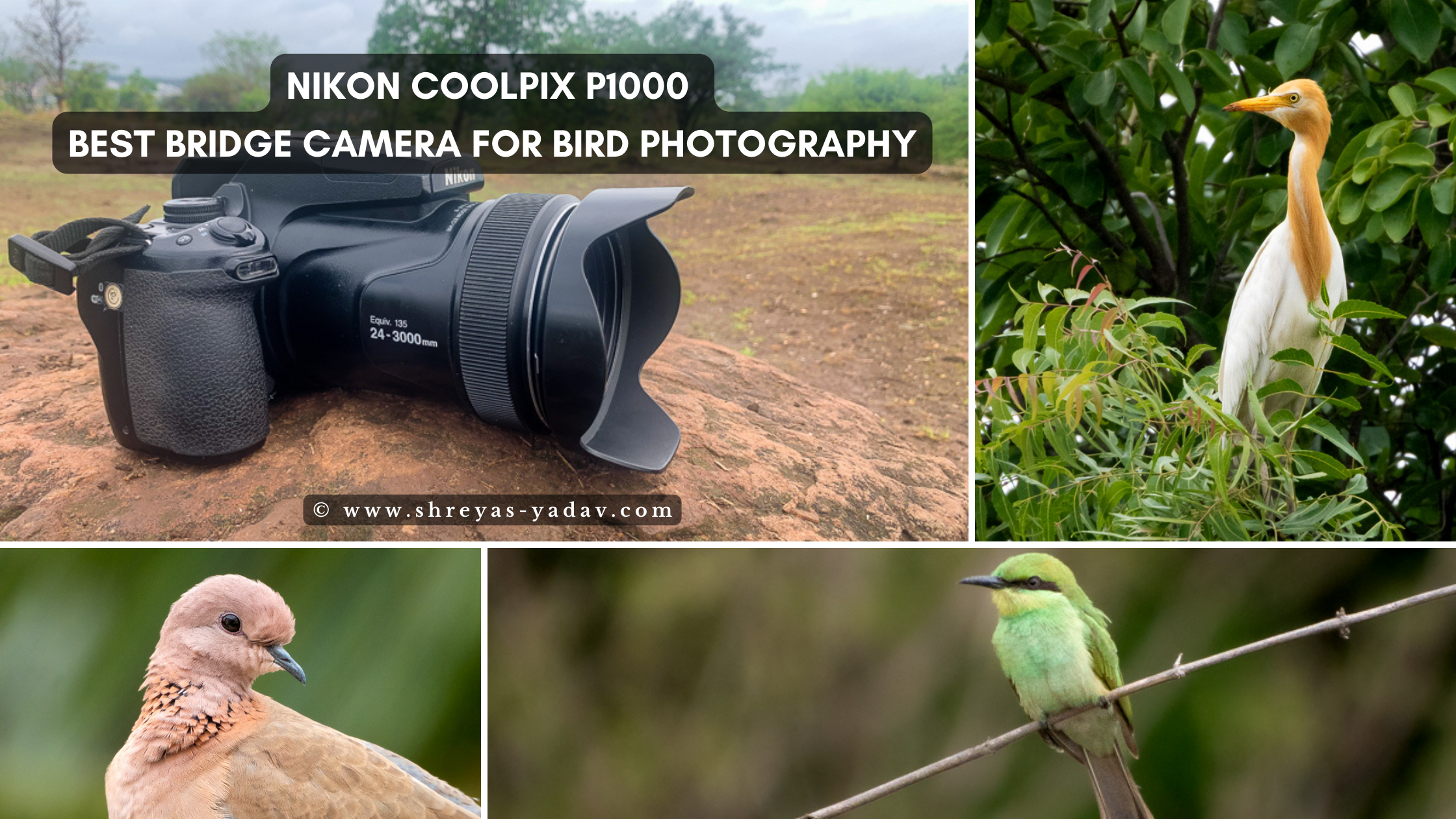 A Review: Shooting With the Nikon Coolpix P1000