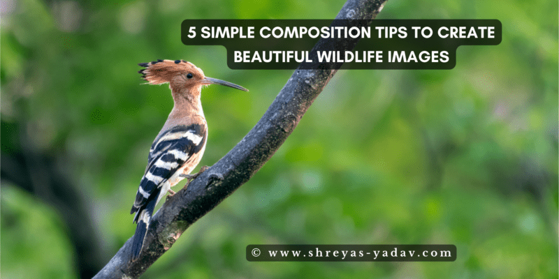 Composition Techniques in Wildlife Photography