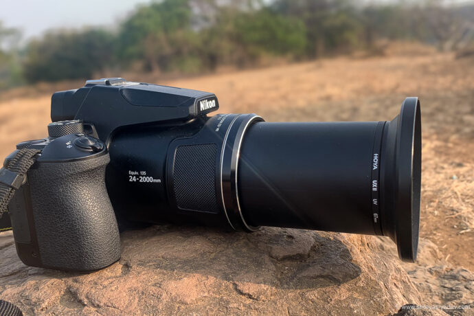 Nikon Coolpix P950 Review: Bridge Camera for Bird Photography