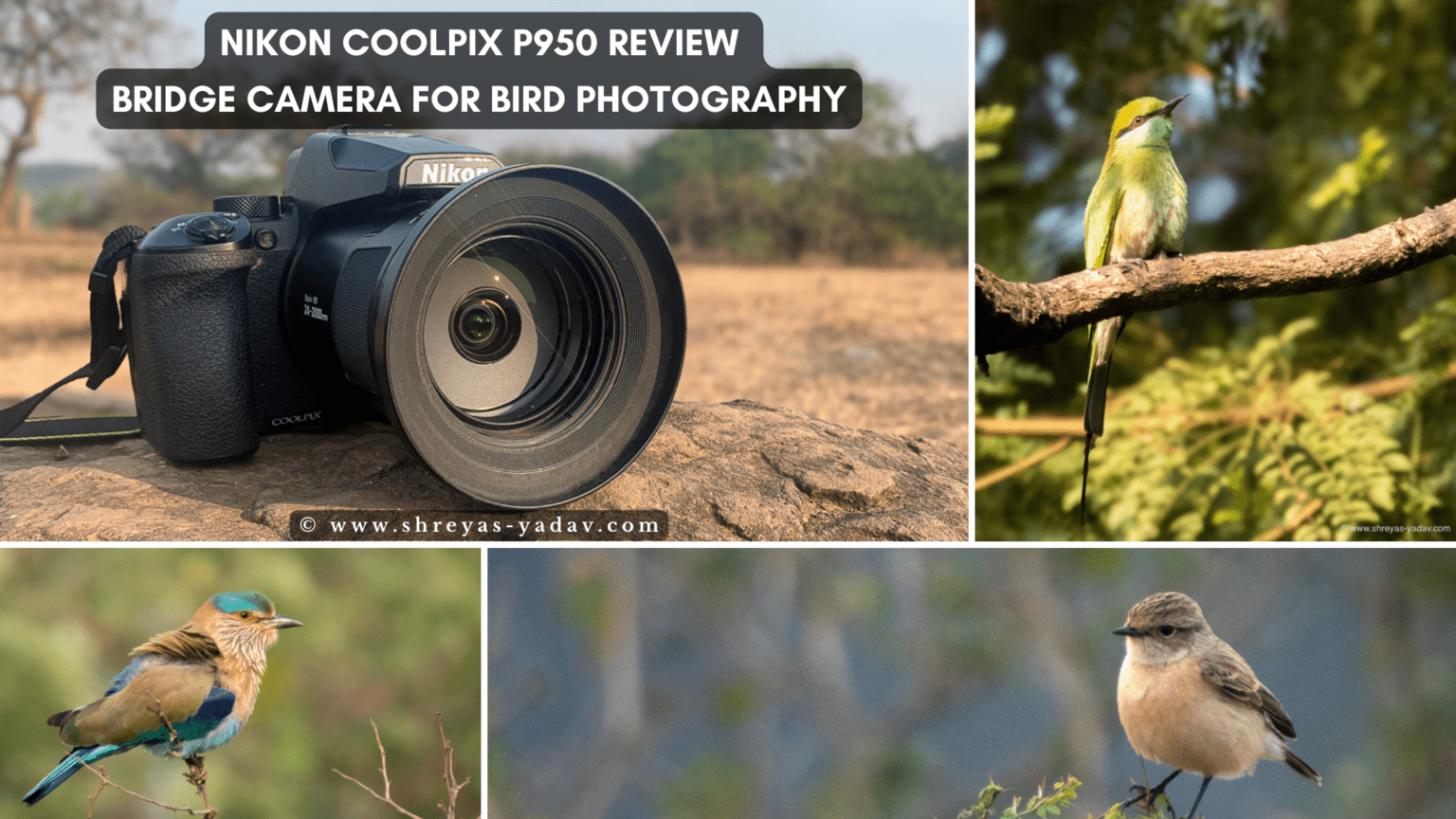 Nikon Coolpix P950 Review Bridge Camera for Bird Photography