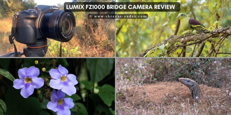 Lumix FZ1000 Review