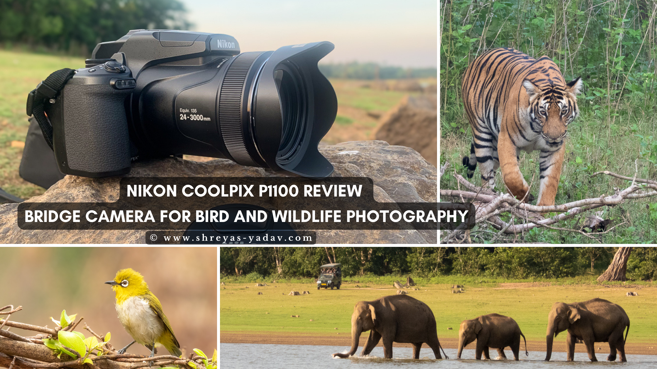 What is the Best Nikon Camera for Bird Photography: Top Picks Revealed
