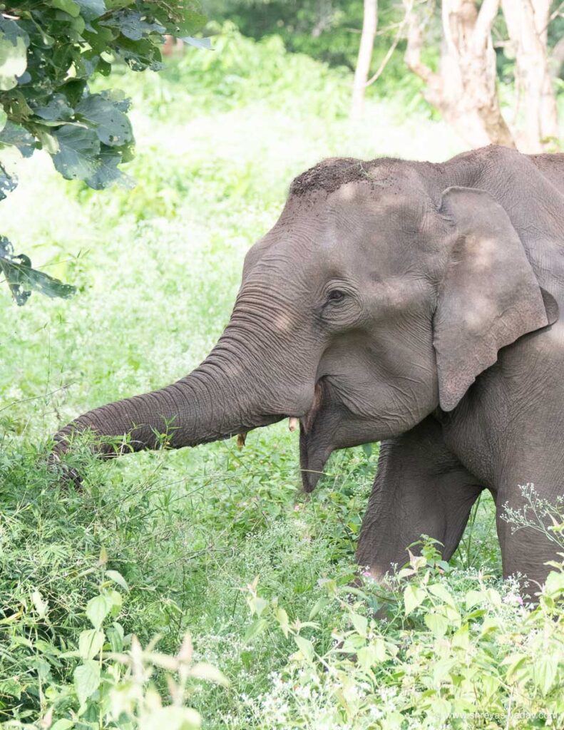 Center-weighted metering 