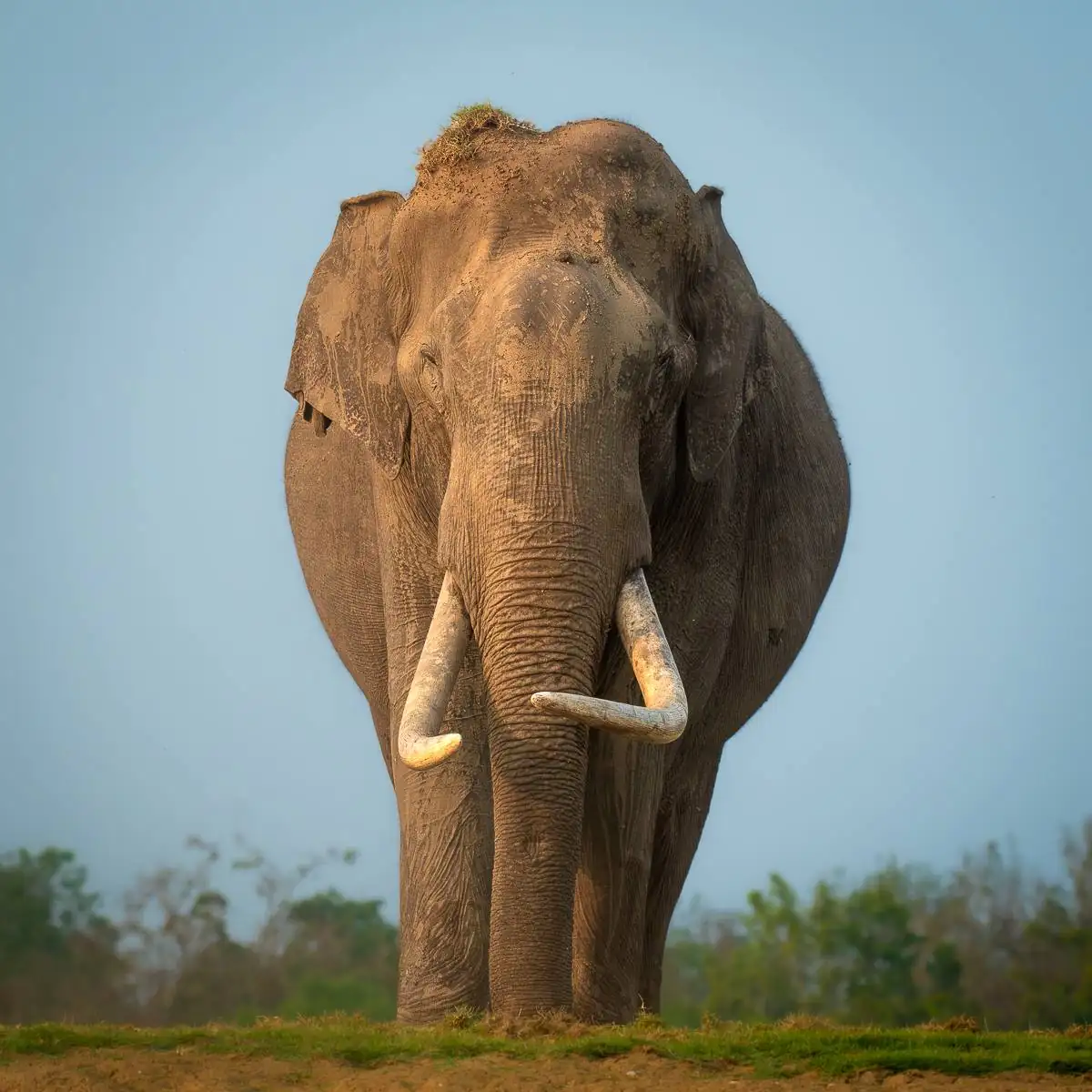 A lone elephant photographed in the wild