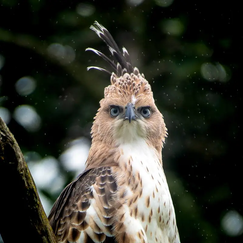 A crested hawk-eagle photographed against a dark background