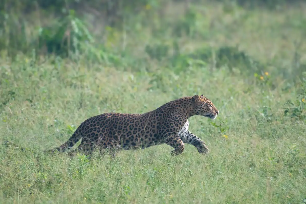 A leopard walking through open grassland