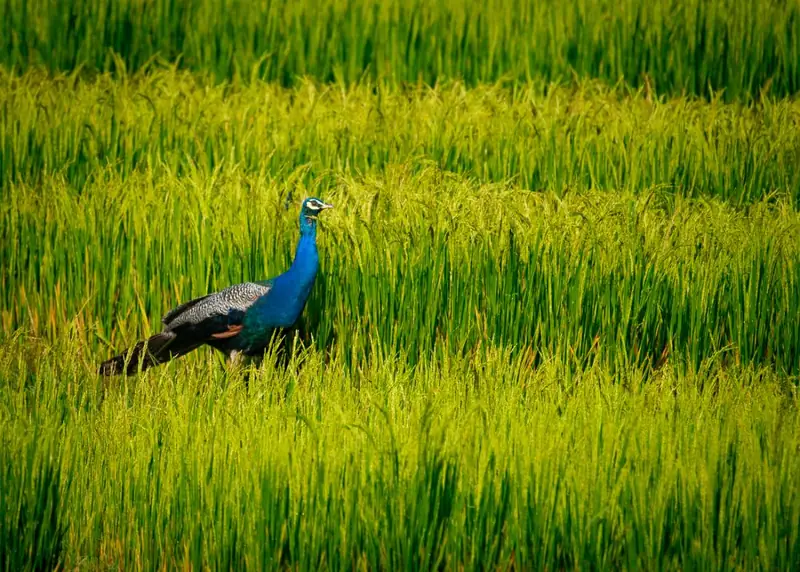 A peacock in a green paddy field