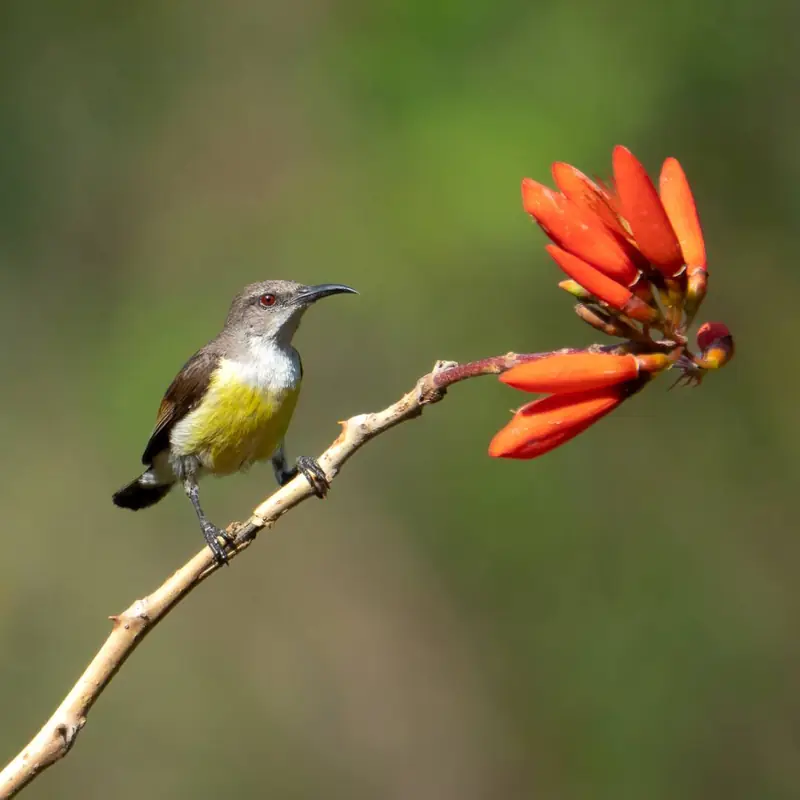 A sunbird perched on a flowering branch